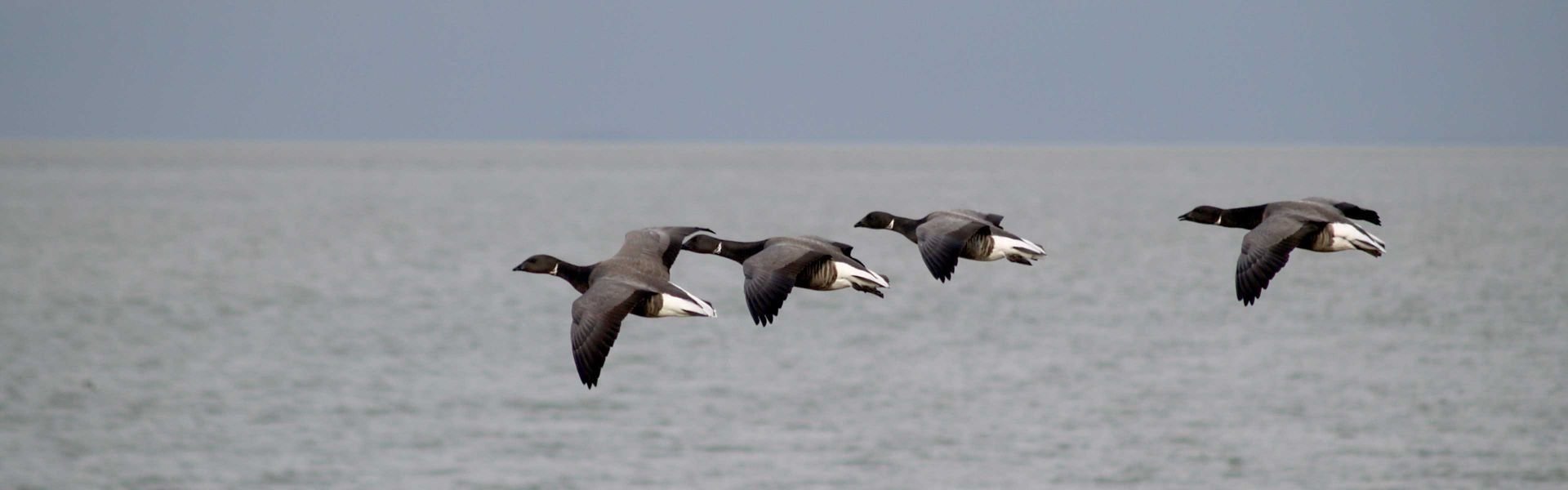 Ringelgänse erleben